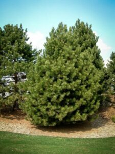 Сосна Чёрная (Pinus Nigra) купить по цене от 270.00р. в интернет-магазине «Посадика» с доставкой почтой в в Нижнеудинске и по всей России – [изображение №1].