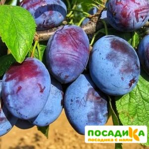 Слива Чачакская ранняя купить по цене от 229.00р. в интернет-магазине «Посадика» с доставкой почтой в в Нижнеудинске и по всей России – [изображение №1].