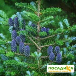 Пихта корейская (Abies koreana) купить по цене от 450.00р. в интернет-магазине «Посадика» с доставкой почтой в в Нижнеудинске и по всей России – [изображение №1].