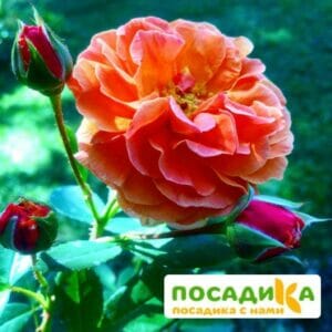 Роза Арабия купить по цене от 350.00р. в интернет-магазине «Посадика» с доставкой почтой в в Нижнеудинске и по всей России – [изображение №1].