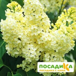 Сирень Примроуз (Primrose) купить по цене от 529.00р. в интернет-магазине «Посадика» с доставкой почтой в в Нижнеудинске и по всей России – [изображение №1].