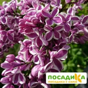 Сирень Сенсация купить по цене от 529.00р. в интернет-магазине «Посадика» с доставкой почтой в в Нижнеудинске и по всей России – [изображение №1].