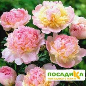 Пион Распберри Сандей (Paeonia Raspberry Sundae) купить по цене от 959р. в интернет-магазине «Посадика» с доставкой почтой в в Нижнеудинске и по всей России – [изображение №1].