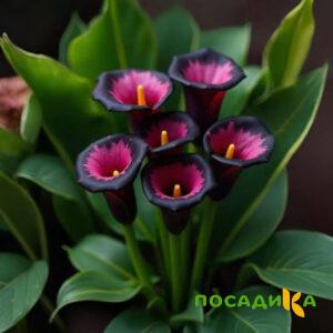 Калла Аура Лейс купить по цене от 400р. в интернет-магазине «Посадика» с доставкой почтой в в Нижнеудинске и по всей России – [изображение №1].