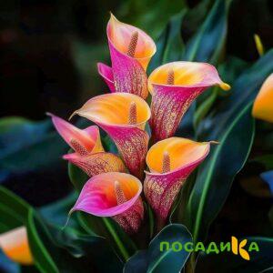Калла Оникс купить по цене от 450р. в интернет-магазине «Посадика» с доставкой почтой в в Нижнеудинске и по всей России – [изображение №1].