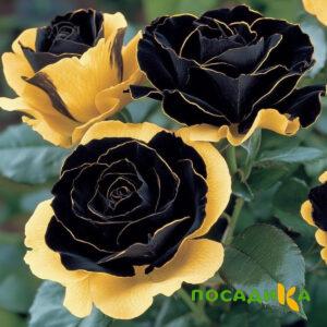 Роза Ханни Сикл купить по цене от 700р. в интернет-магазине «Посадика» с доставкой почтой в в Нижнеудинске и по всей России – [изображение №1].