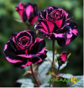 Роза Багровый Шепот купить по цене от 366р. в интернет-магазине «Посадика» с доставкой почтой в в Нижнеудинске и по всей России – [изображение №1].