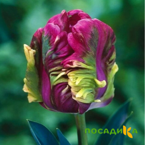 Тюльпан Экзотик Хэвен купить по цене от 186р. в интернет-магазине «Посадика» с доставкой почтой в в Нижнеудинске и по всей России – [изображение №1].