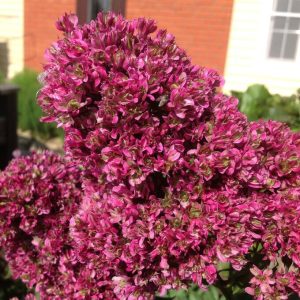 Флокс Филингс купить по цене от 329р. в интернет-магазине «Посадика» с доставкой почтой в в Нижнеудинске и по всей России – [изображение №1].