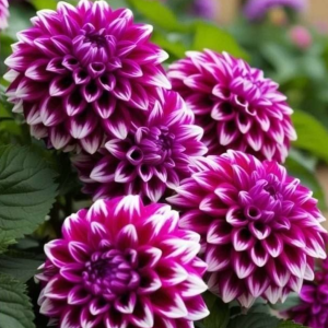 Георгин Кристал Корт купить по цене от 602р. в интернет-магазине «Посадика» с доставкой почтой в в Нижнеудинске и по всей России – [изображение №1].