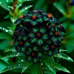 Флокс Ривьера купить по цене от 299р. в интернет-магазине «Посадика» с доставкой почтой в в Нижнеудинске и по всей России – [изображение №1].