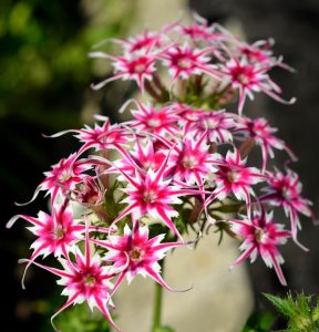 Флокс Метельчатый Путь купить по цене от 456р. в интернет-магазине «Посадика» с доставкой почтой в в Нижнеудинске и по всей России – [изображение №1].