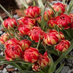 Тюльпан Ап Пинк купить по цене от 390р. в интернет-магазине «Посадика» с доставкой почтой в в Нижнеудинске и по всей России – [изображение №1].