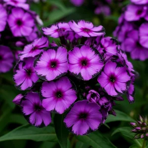 Флокс Клауд Шарм купить по цене от 299р. в интернет-магазине «Посадика» с доставкой почтой в в Нижнеудинске и по всей России – [изображение №1].