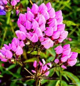 Флокс Бутоник купить по цене от 461р. в интернет-магазине «Посадика» с доставкой почтой в в Нижнеудинске и по всей России – [изображение №1].