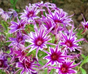 Флокс Звездное Кружево купить по цене от 361р. в интернет-магазине «Посадика» с доставкой почтой в в Нижнеудинске и по всей России – [изображение №1].