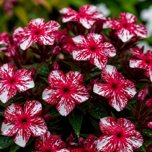 Флокс Ливер Гриммер купить по цене от 590р. в интернет-магазине «Посадика» с доставкой почтой в в Нижнеудинске и по всей России – [изображение №1].